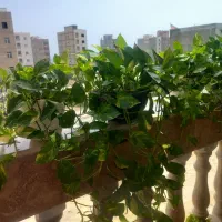گل طبیعی  ۴ گلدان گل  پتوس