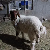 بره نر و ماده