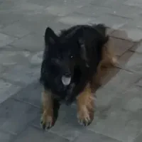 سگ گمشده