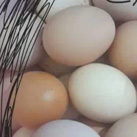 تخم مرغ لاری نسل دار