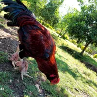 خروس لاری افغان ریش