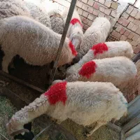 میش چاق و میش بره نر