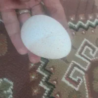 تخم بوقلمون نطفه دار