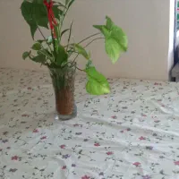 میز ۶ نفره بدون صندلی