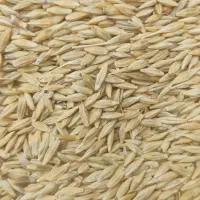 جو ابی شانه ای بذری درجه یک با کیفیت