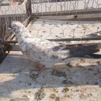کفتر یا کبوترپرشی
