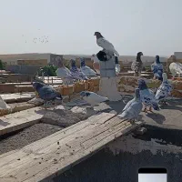 کفتر بوم زد خوردی همه نر