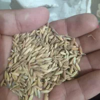 شلتوک بذری درجه یک شلب
