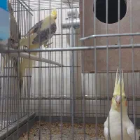 عروس هلندی