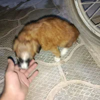 سگ پاکوتاه پامر