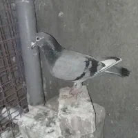 کفتر|پرنده|تایباد, |دیوار