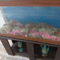 اکواریوم