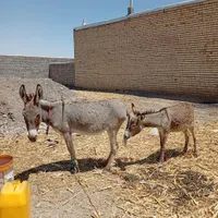 اولاغ باکوره گلگی|حیوانات مزرعه|مشهد, ایثارگران|دیوار