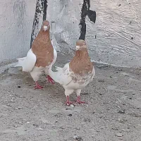 باشی ساری