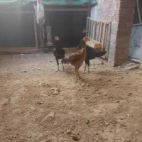 جوجه لاری