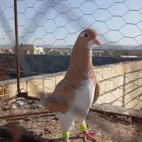 کبوتر