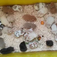 جزیره همستر سوری و کمپل یا مینیاتوری (پرورش دهنده)