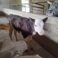 گاو گوساله نر هرکول سیمینتال جنس آس شیر خار