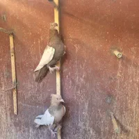 جفت سینه