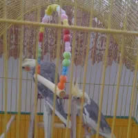 عروس هلندی