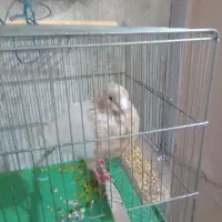 پرنده کله قهوه ای
