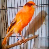 قناری نر
