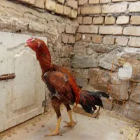 جوجه خروس لاری