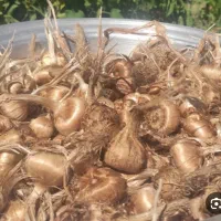 کاشت پیاز زعفران