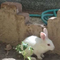 خرگوش فقط  ۳۰۰