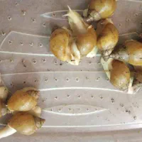 حلزون آچاتینا مولد البینو بزرگ