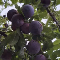 فروش شابلون و آلوزرد اعلا