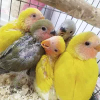 طوطی برزیلی سرلاکی