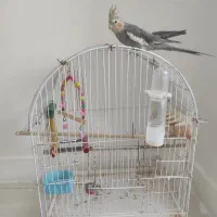 عروس هلندی