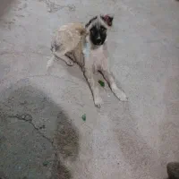 سگ الاتی