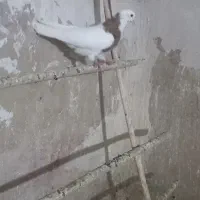 کفتر طوقی زرد نر