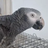 کاسکو پرحرف