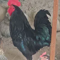 مرغ و خروس محلی اصل