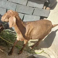 بز چاق