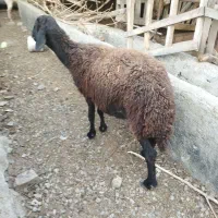گوسفند درشت ابستن