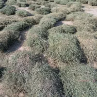 بیده یونجه