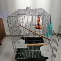 قفس عروس هلندی