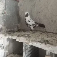 کبوتر ککیلی صید شده