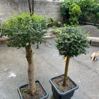 درخچه|گل و گیاه طبیعی|چالوس, |دیوار