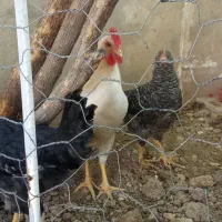 مرغ و خروس