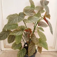گل عروس وخرما