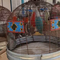 دو عدد جوجه سهره خاکی سیاخ دارنگون