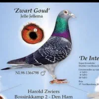 کبوتر پلاکی