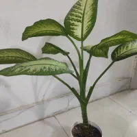 گل دیفن