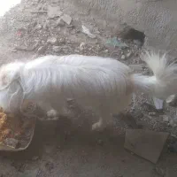 سگ هوشیار جای نگهداری ندارم اینجا