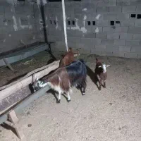 بزجوان